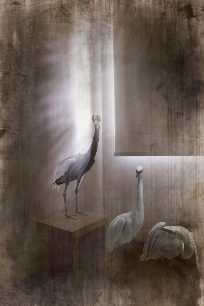 박제 아닌 박제 #11, Inkjet Print, 40x60cm, 2015