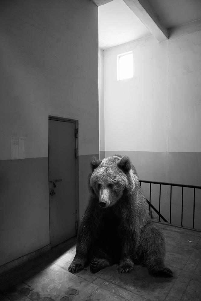 박제 아닌 박제 #12, Inkjet Print, 80x120cm, 2015