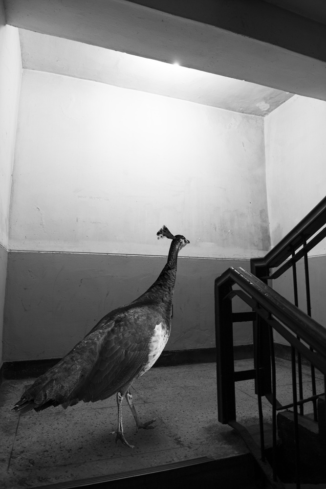 박제 아닌 박제 #13, Inkjet Print, 30x45cm, 2015