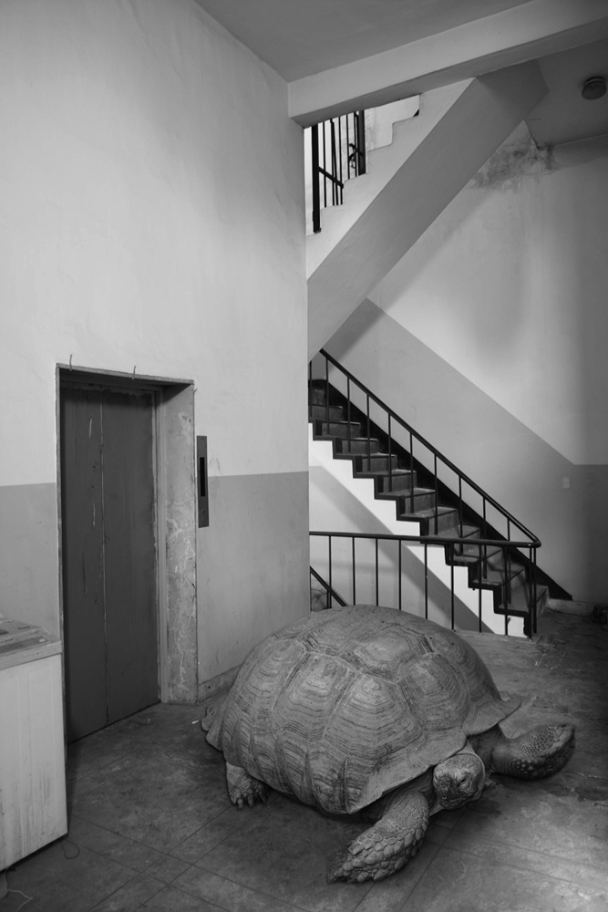 박제 아닌 박제 #14, Inkjet Print, 30x45cm, 2015