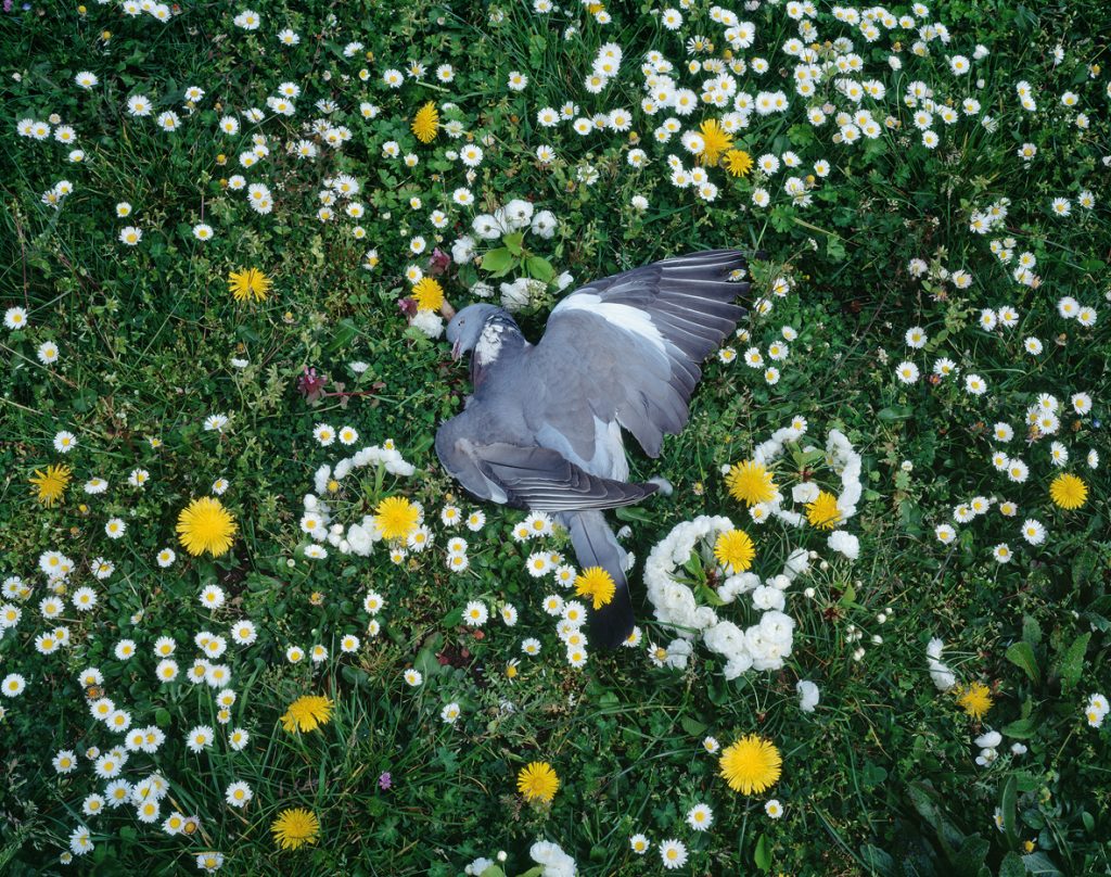 Tenseless-79, Fallen, C print,150x190cm, 2015