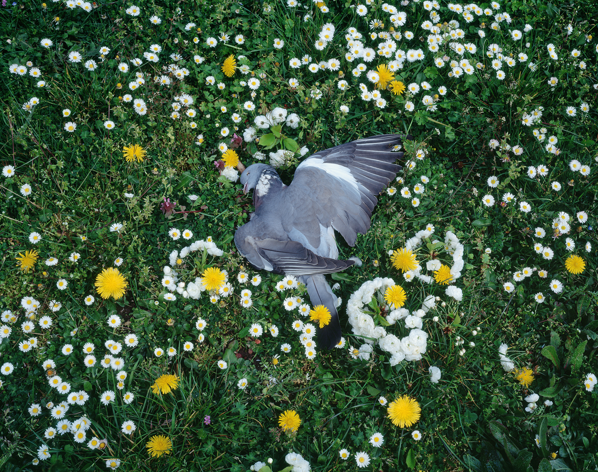 Tenseless-79, Fallen, C print,150x190cm, 2015