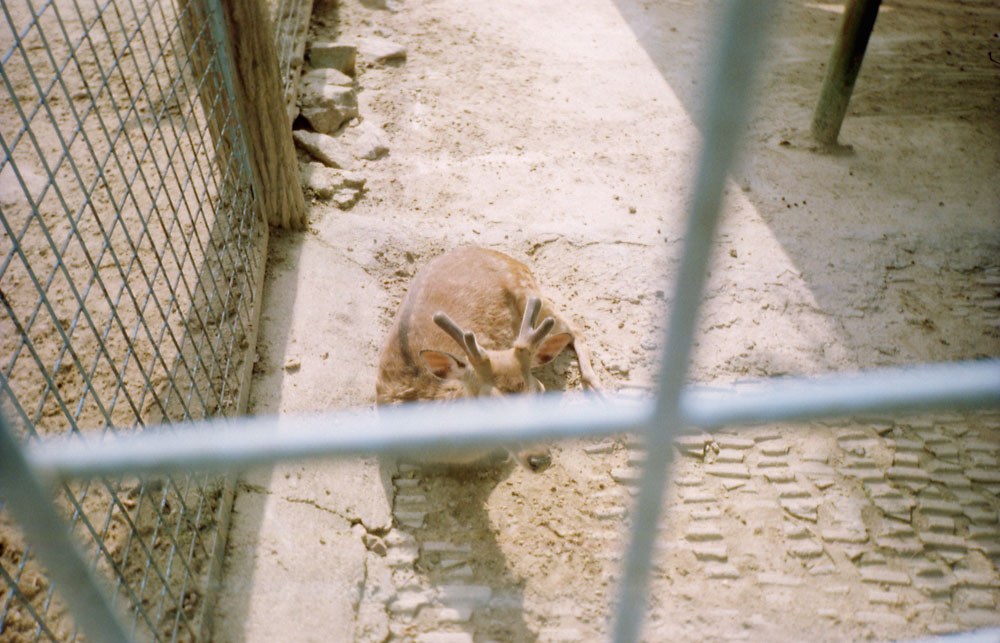 낮잠을-청하는-온도