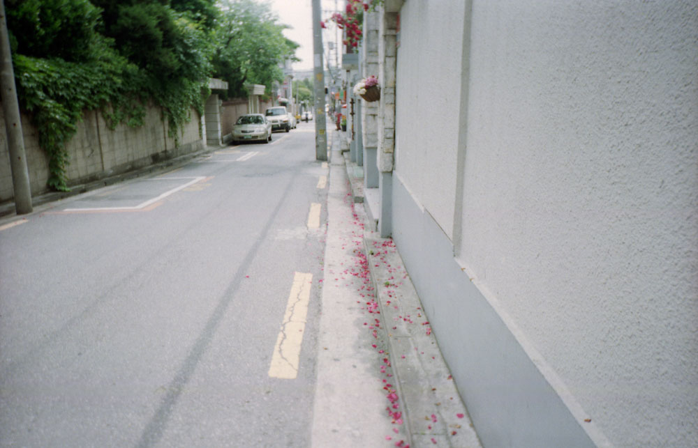 또다시-길가에는