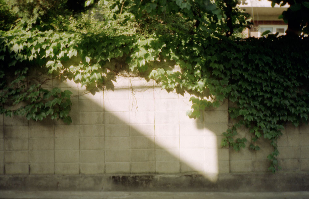 벽담에-속삭이는-햇발