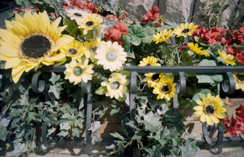 빛바래는-광합성