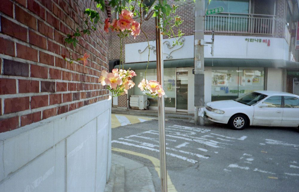 투명한-능소화가-되려