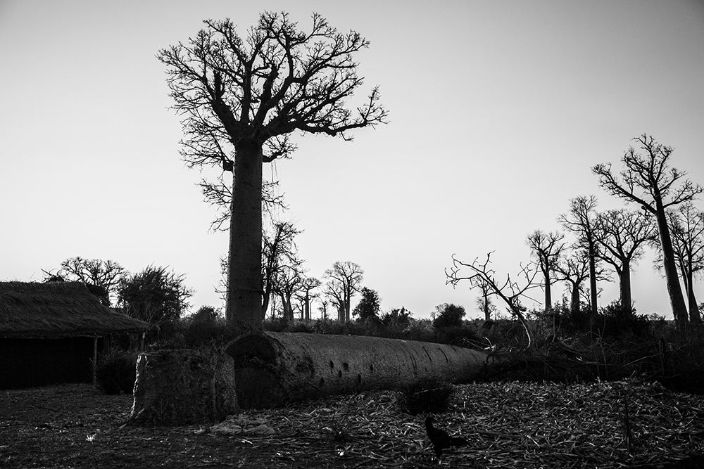 Fallen Baobab_Pigment print_12x18in_2012