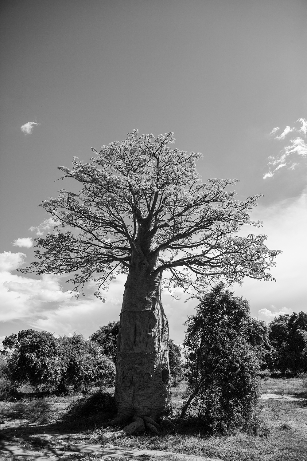 Miary Baobab_Pigment print_20x24in_2012