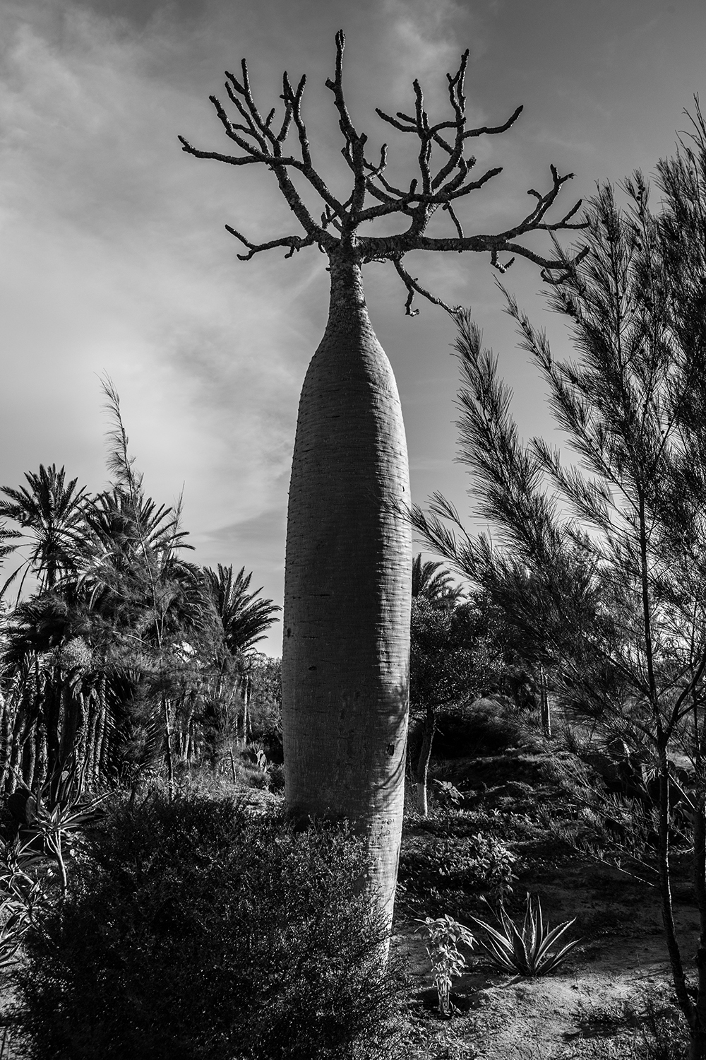 Toliary Baobab_Pigment print_20x24in_2012