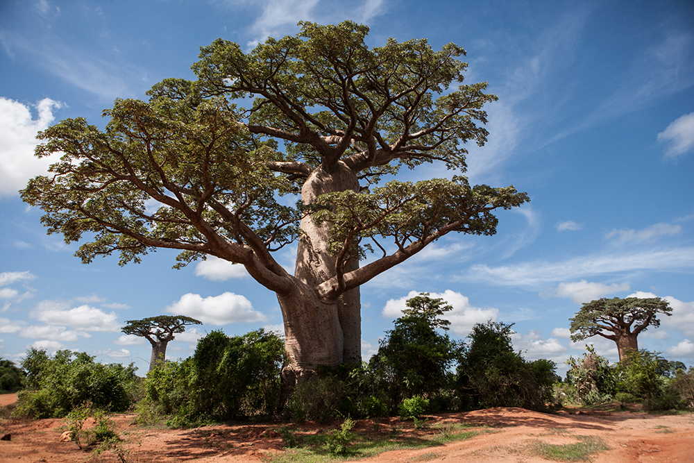 Ambahikily_Pigment print_20x24in_2012