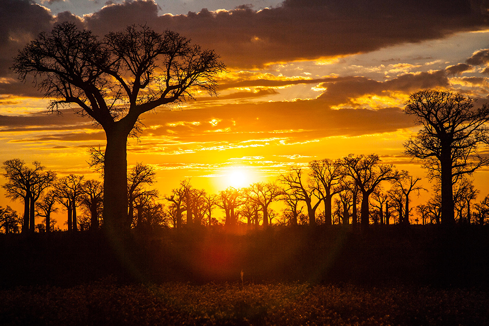Anjabe Baobab_Pigment print_20x24in_2014