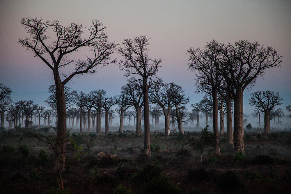 Anjabe Baobab_Pigment print_20x30in_2014