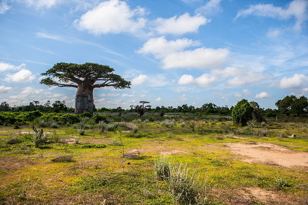 Ankilimalinika Baobab_Pigment print_20x24in_2012