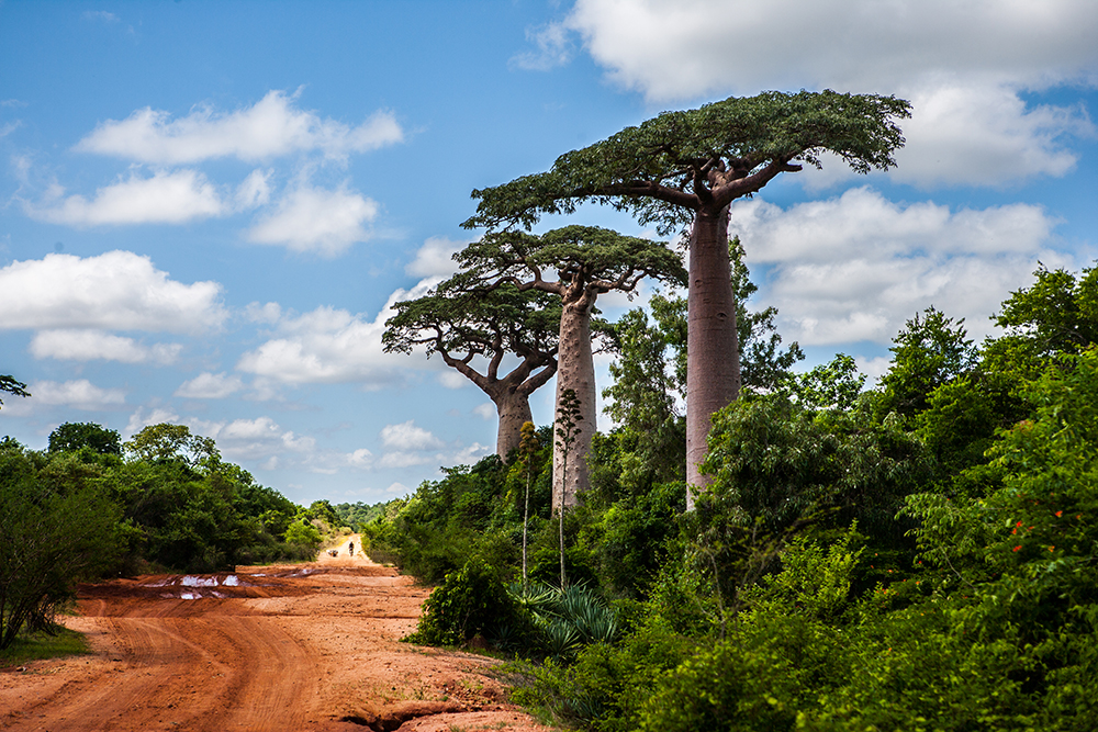 Ankilioka Baobab_Pigment print_20x24in_2012