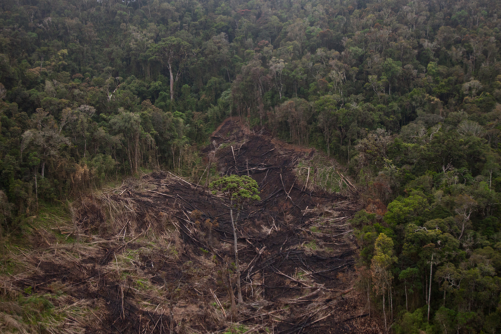 Anosy Forest_Pigment print_12x18in_2012