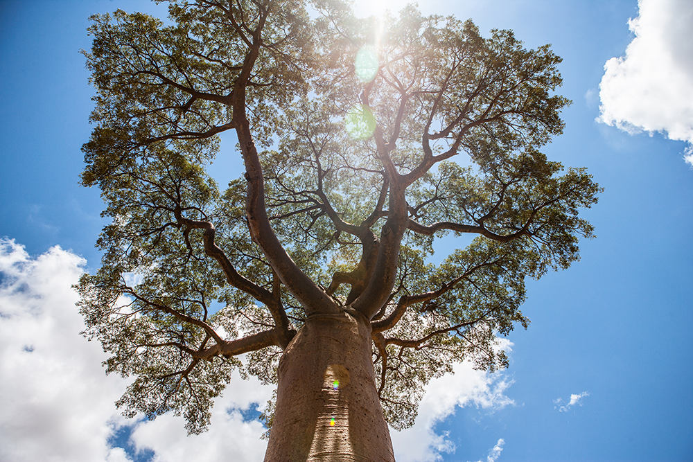 Antanimieva Baobab_Pigment print_20x24in_2012