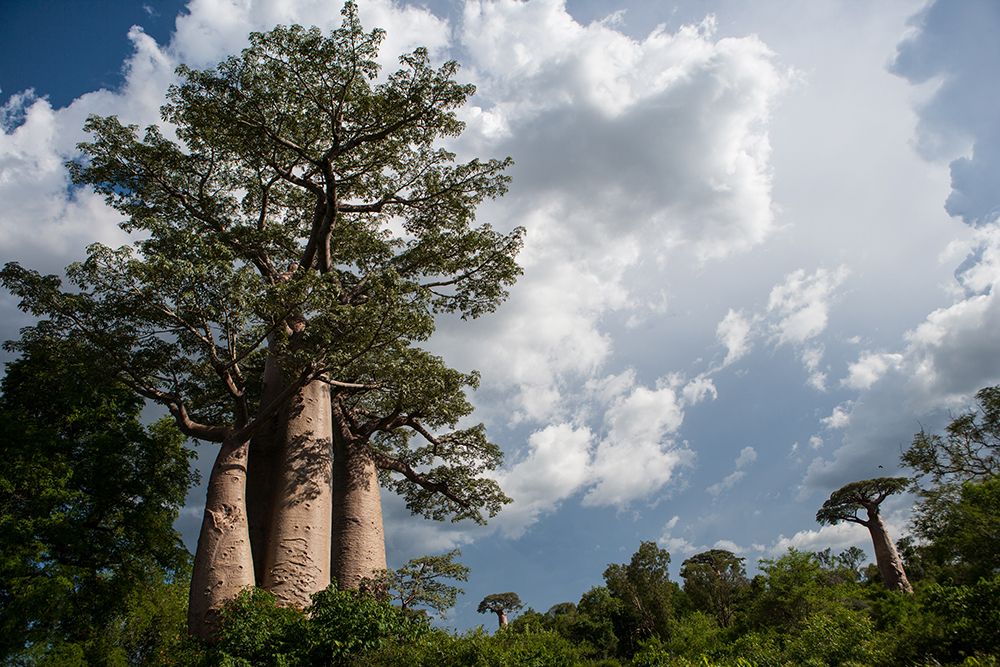 Basibasy Baobab_Pigment print_20x24in_2012