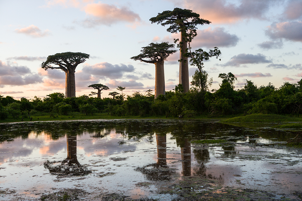 Grandidieri Baobab_Pigment print_12x18in_2012