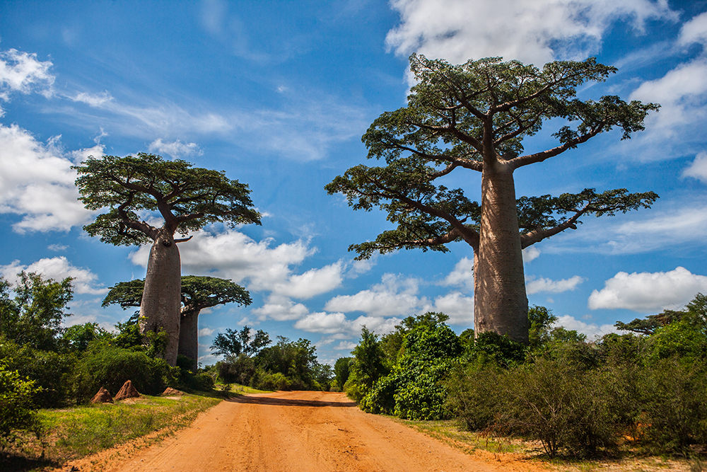 Ifaty Baobab_Pigment print_20x24in_2012