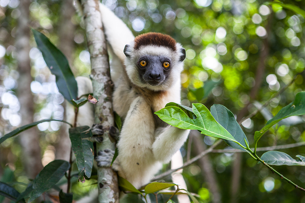 Indri Lemurs_Pigment print_20x24in_2012