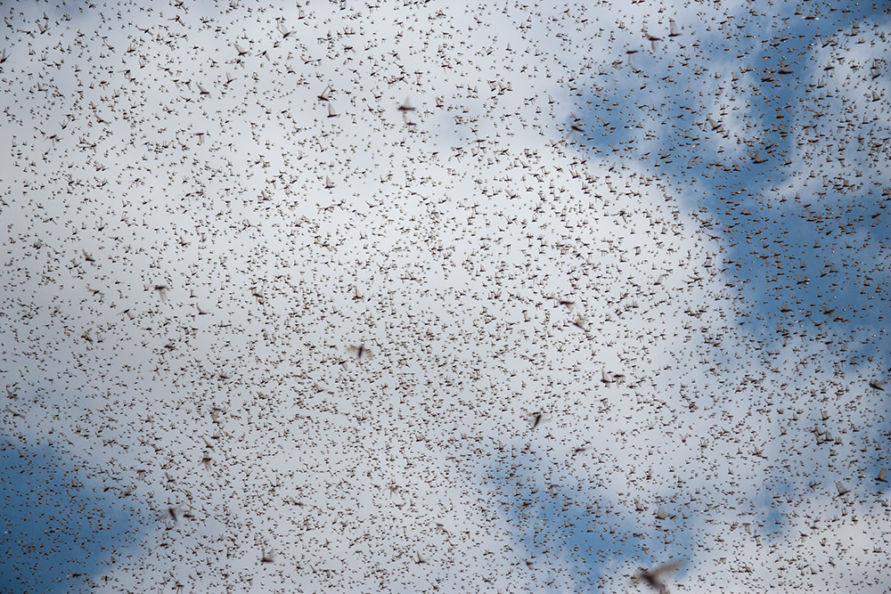 Locust swarm movement__Pigment print_12x18in_2012