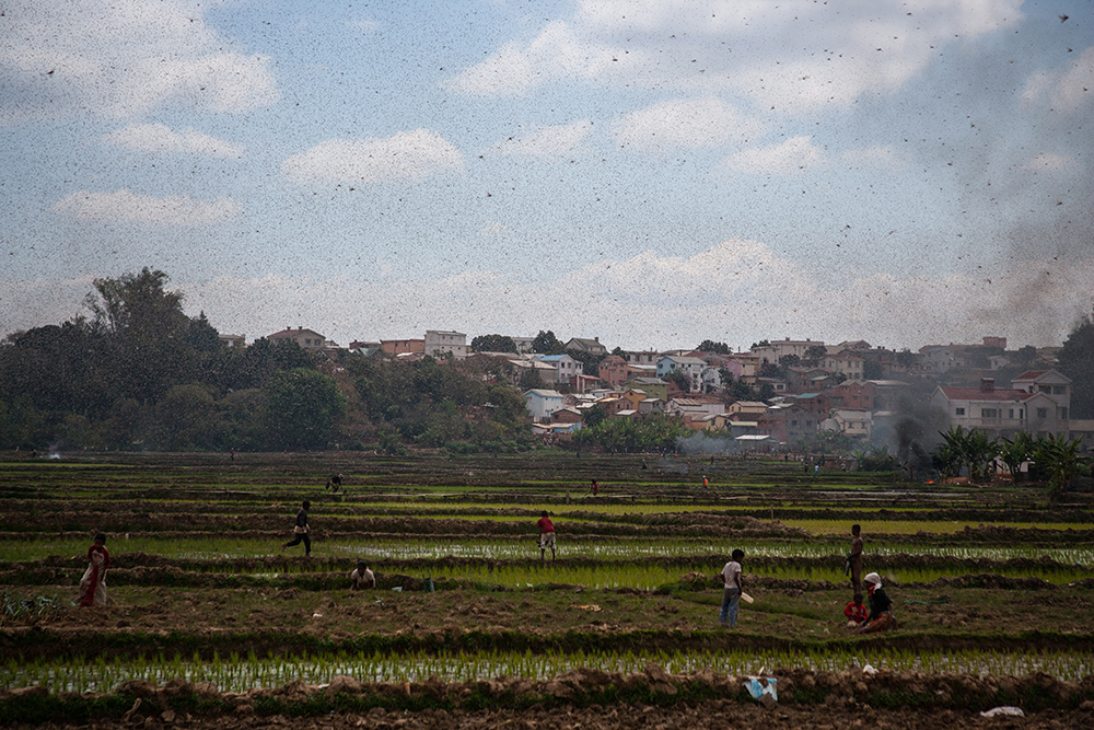 Locusts_Pigment print_12x18in_2014