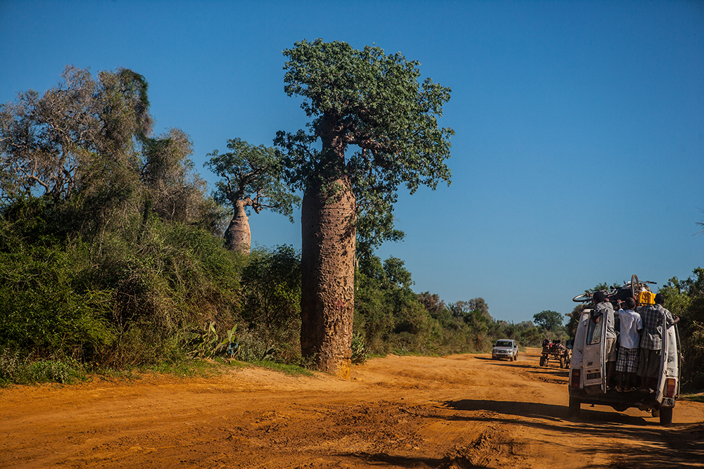 Mangily Boobab_Pigment print_20x24in_2012