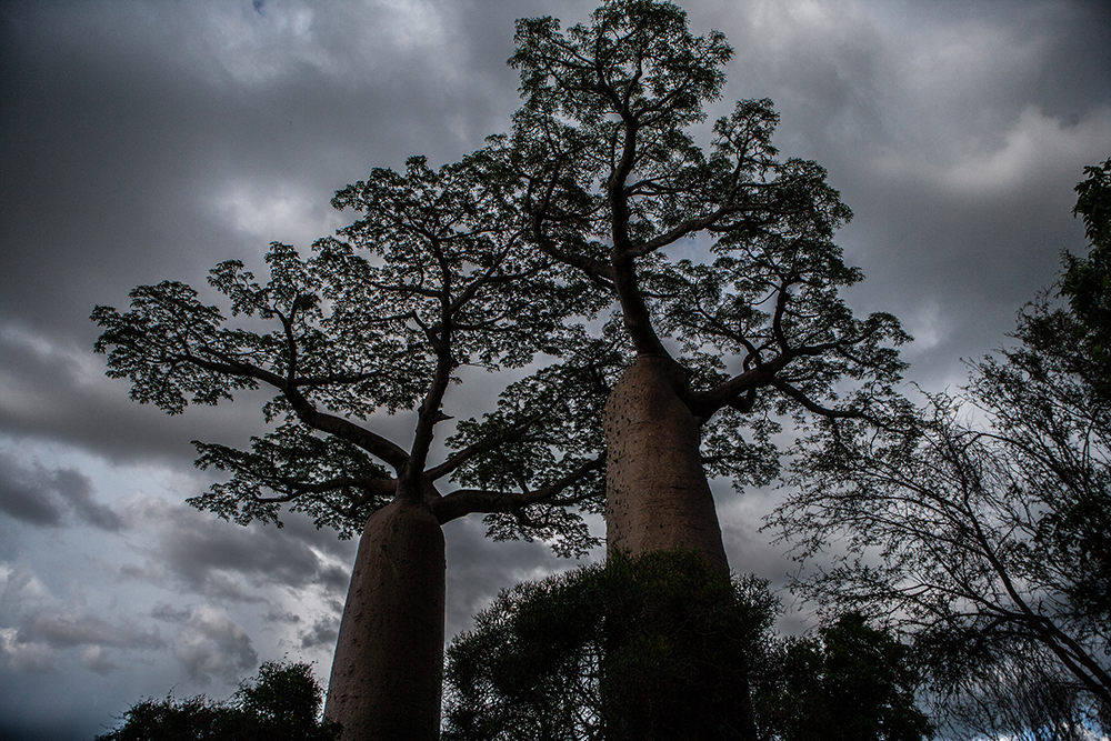 Manja Baobab_Pigment print_20x24in_2012