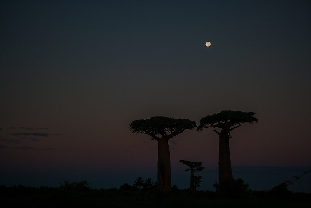Moon Baobab_Pigment print_20x30in_2012