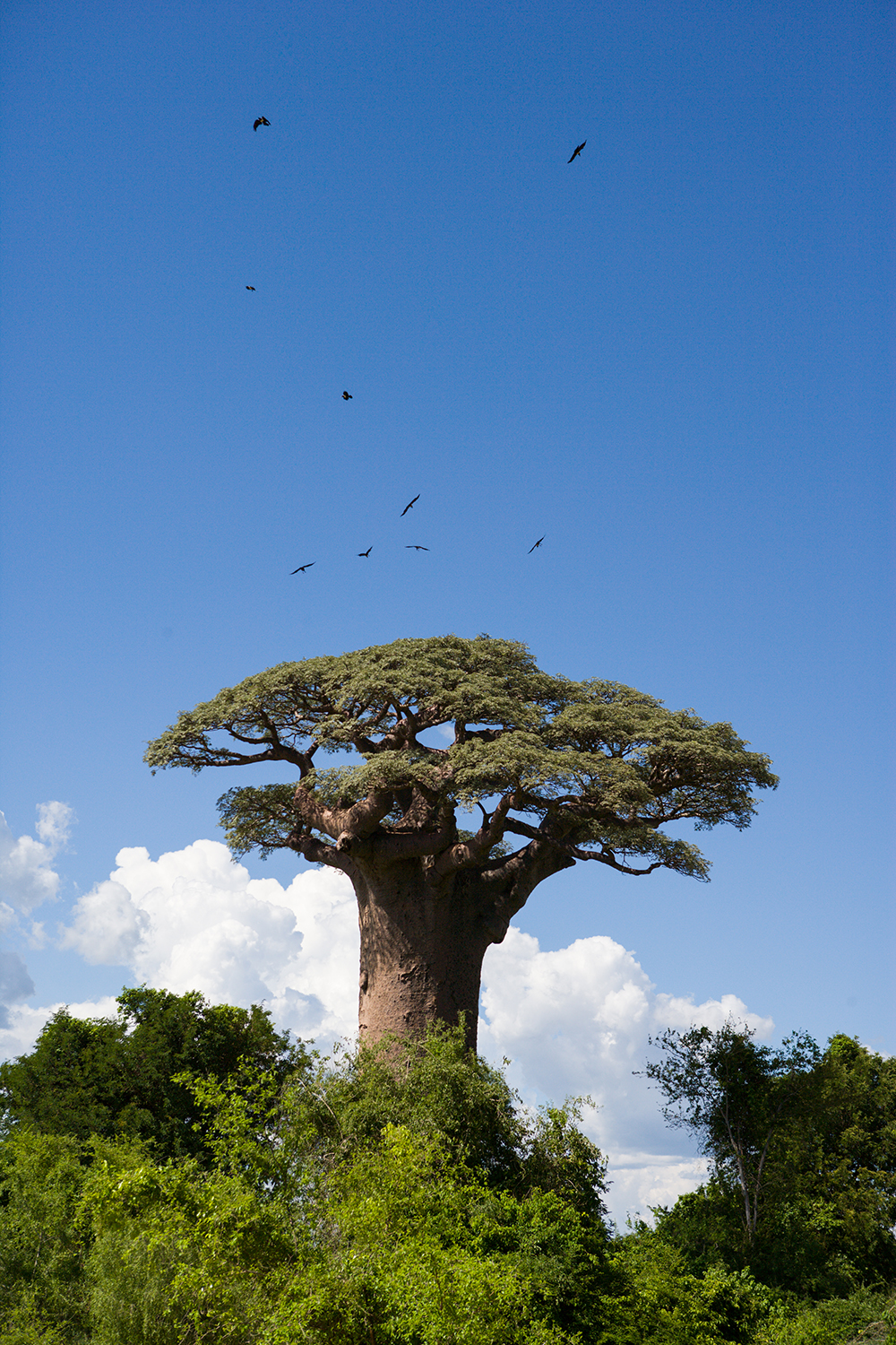 Morombe Baobab_Pigment print_12x18in_2012