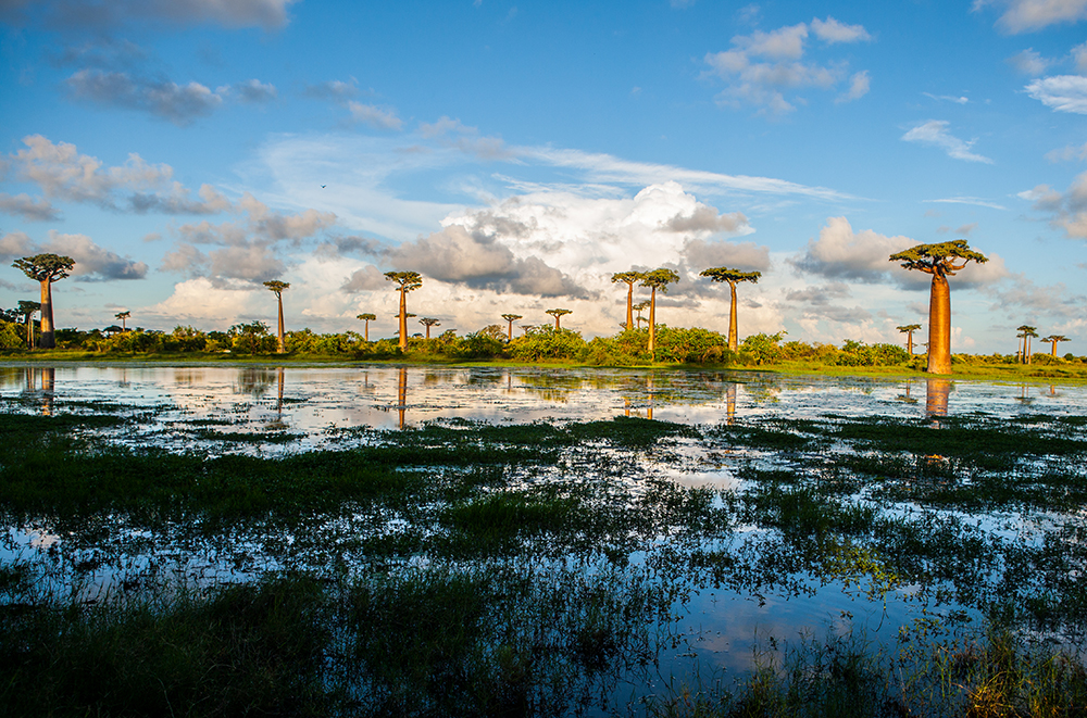 Morondava Baobab tree_Pigment print_20x30in_2012