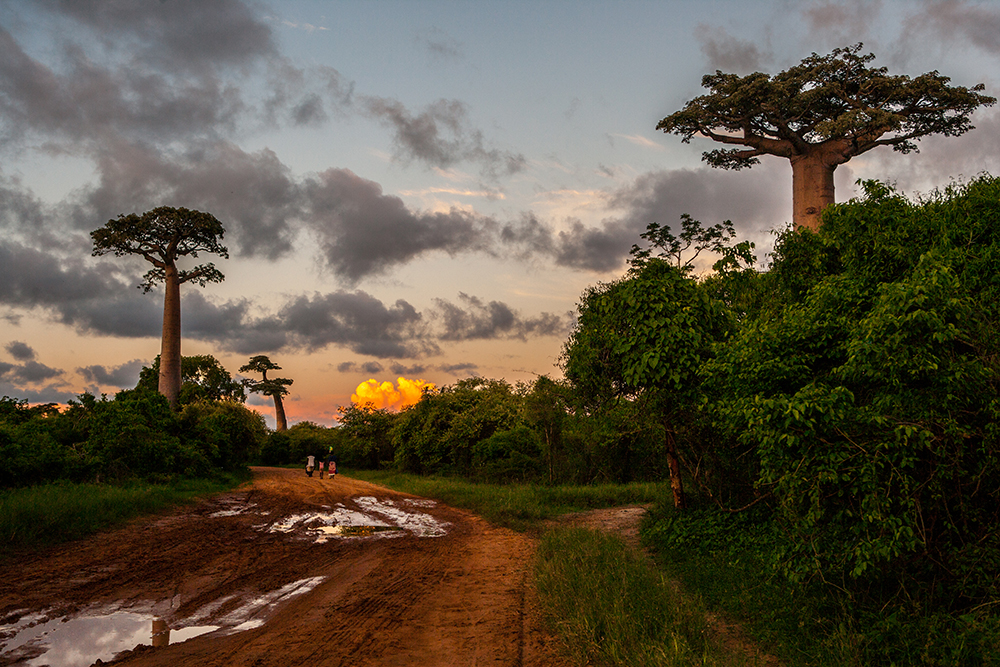 Morondava Baobab with sunset_Pigment print_20x24in_2012