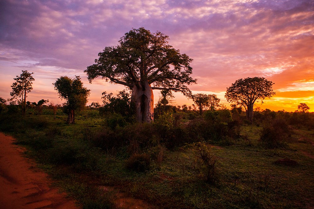 Ranopiso Baobab_Pigment print_20x24in_2012