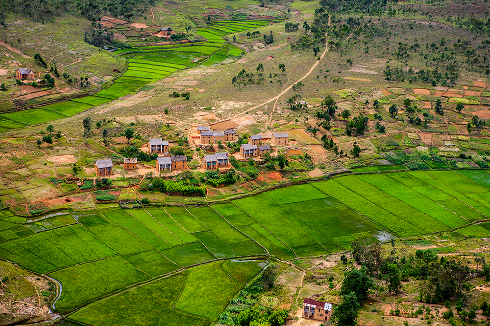 Rice feild_Pigment print_20x24in_2012