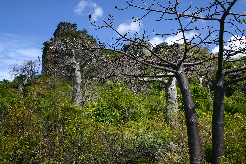Suarez Baobab_Pigment print_20x24in_2012