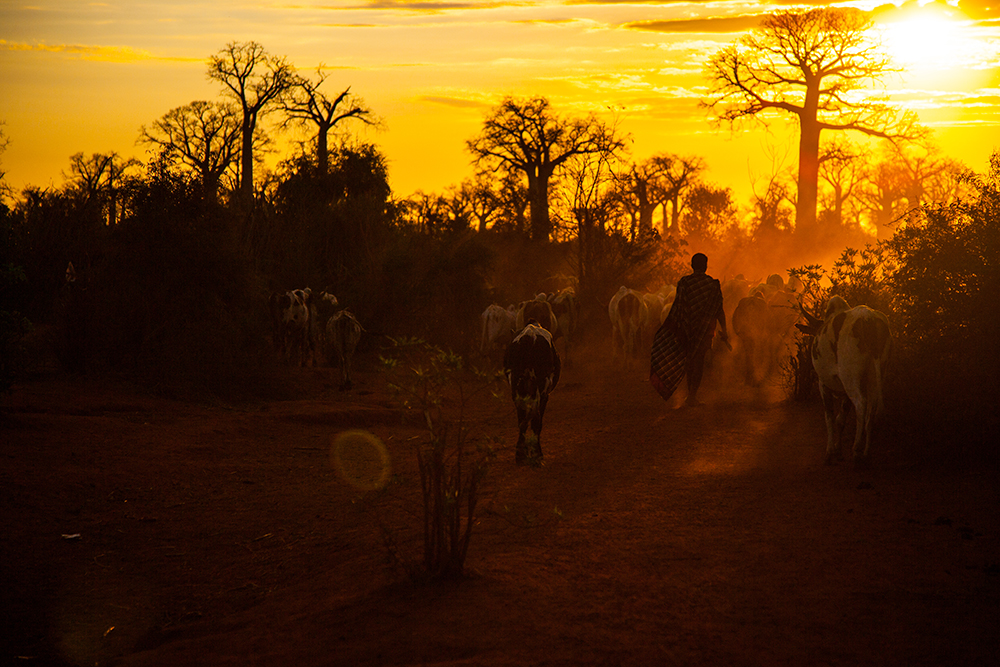 Sunset with Baobab tree_Pigment print_20x30in_2014