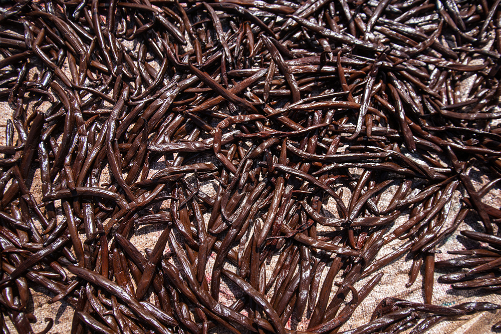 Vanilla bean_Pigment print_12x18in_2012