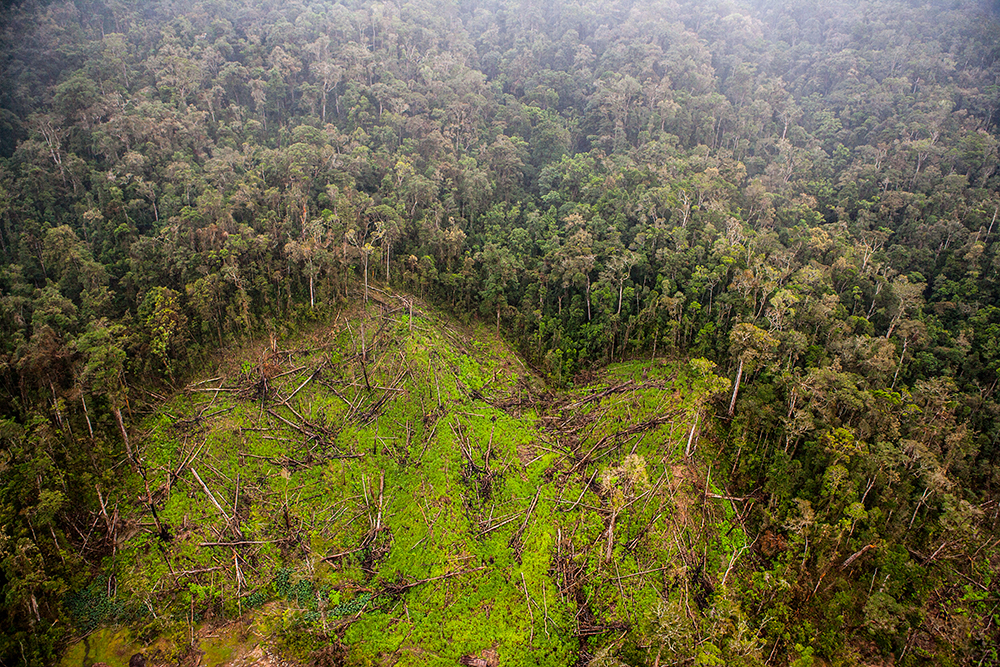 east forest_Pigment print_20x24in_2012