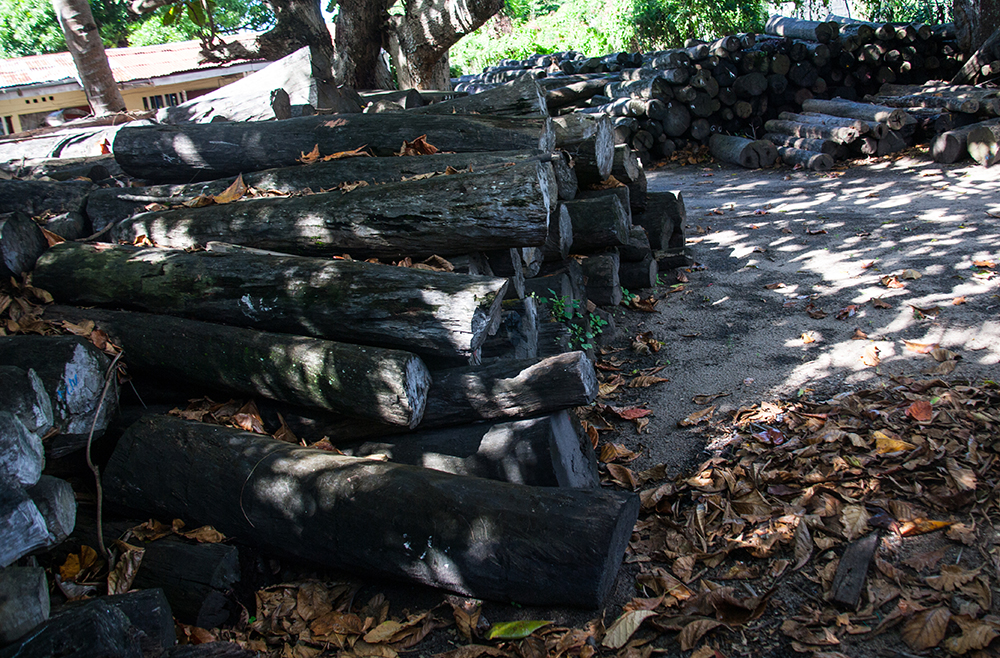 rose wood in Vohemar_Pigment print_12x18in_2012