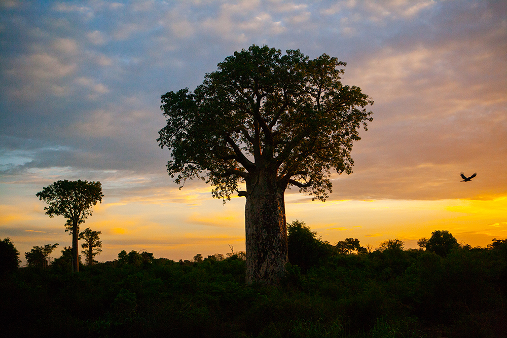 southern Ihosy Baobabs_Pigment print_20x24in_2012