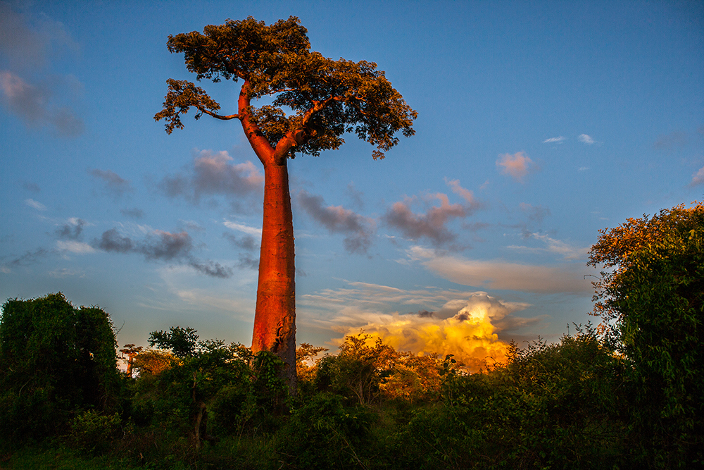 sunset Morondava Baobab_Pigment print_20x24in_2012