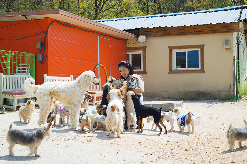 세연과 65마리 개들, 개떼월드, 한국 유기견 사랑 연합회, 경기도, 화성, 2015