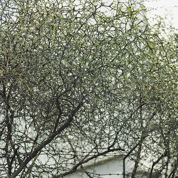 language of time_14,digital pigment print, 100x100cm,2014