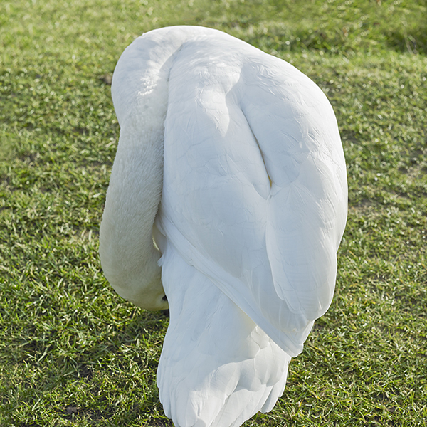 story within a story_02,digital pigment print,100x100cm,2011