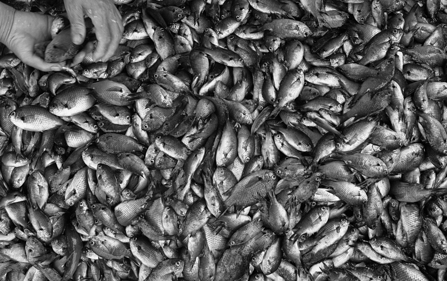 내가 태어난 제주 (15)