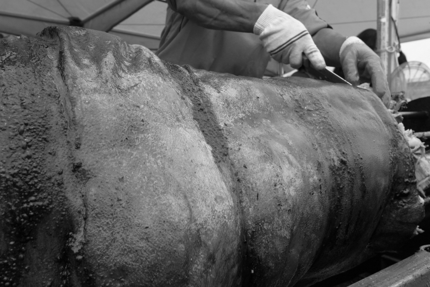 내가 태어난 제주 (18)