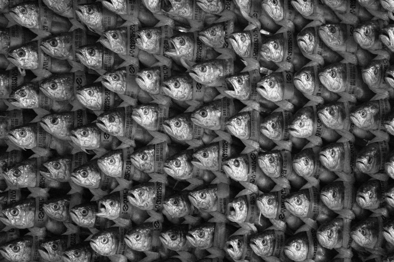 내가 태어난 제주 (19)