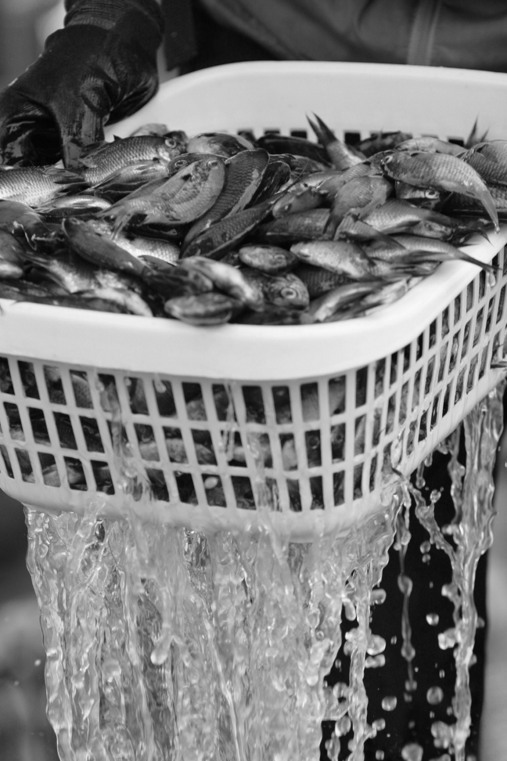 내가 태어난 제주 (20)