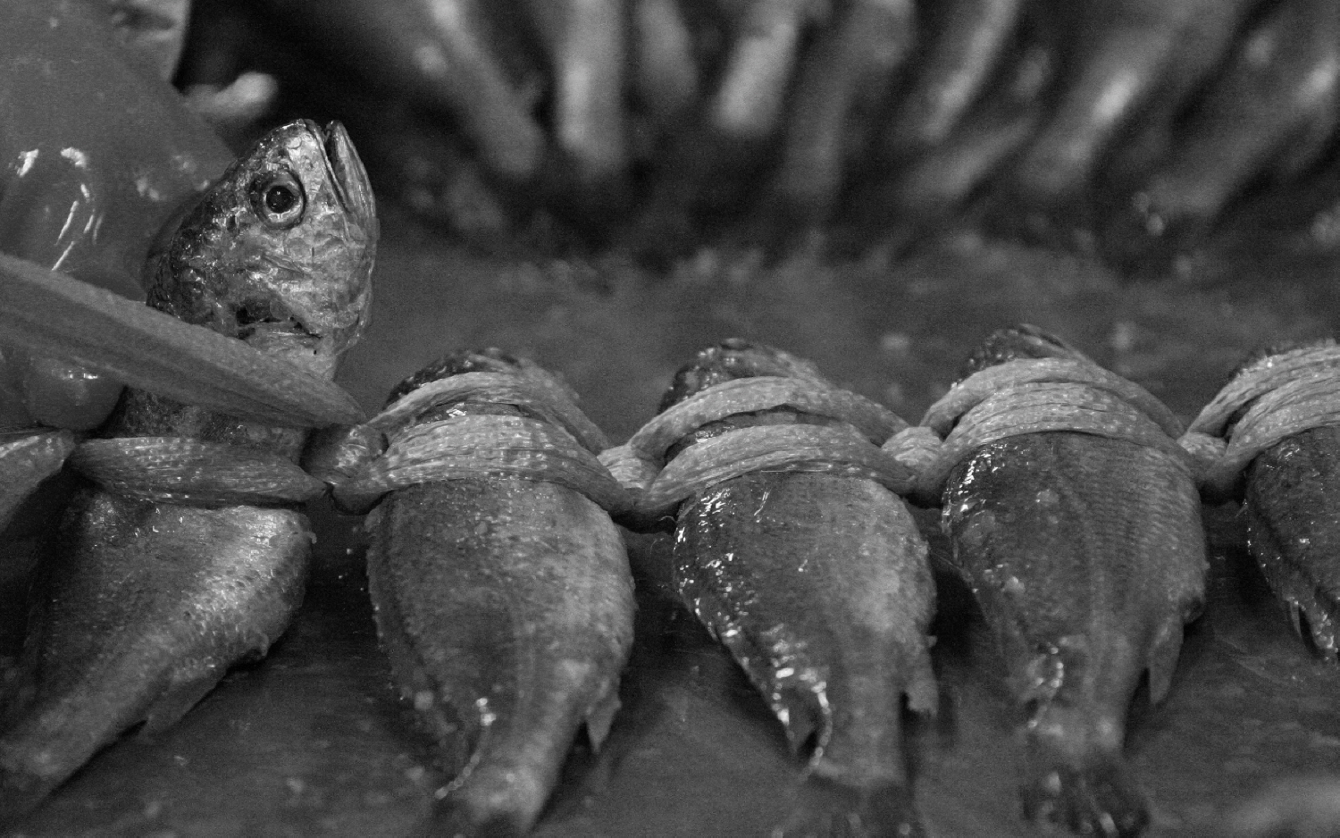 내가 태어난 제주 (23)